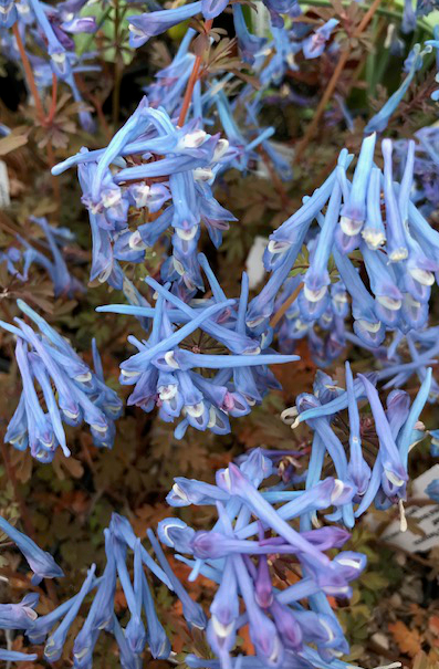 Corydalis flexuosa 'Purple Leaf'